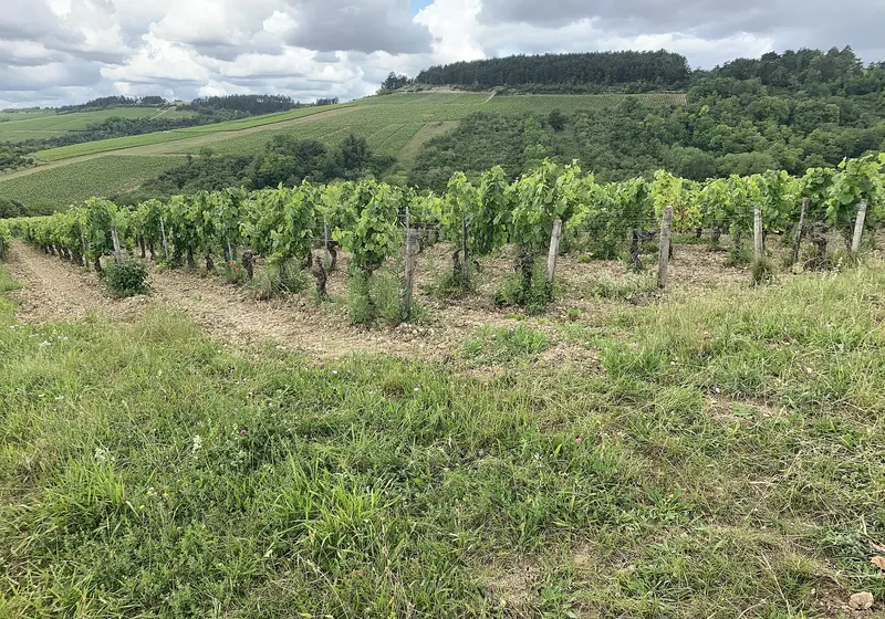 Les vignes d'Irancy au début de l'été