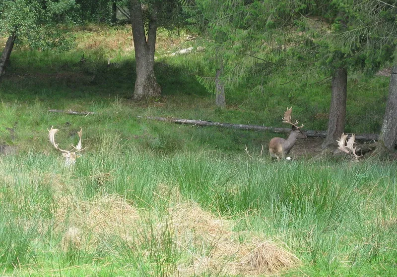 Daims dans une clairière du parc de Boutissaint