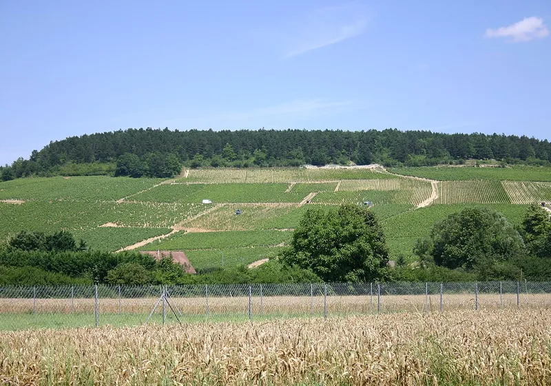 Les coteaux du vignoble de Chablis sous un ciel d'été